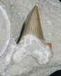 Large Otodus Shark Vertebra & Tooth Associated #31472-2